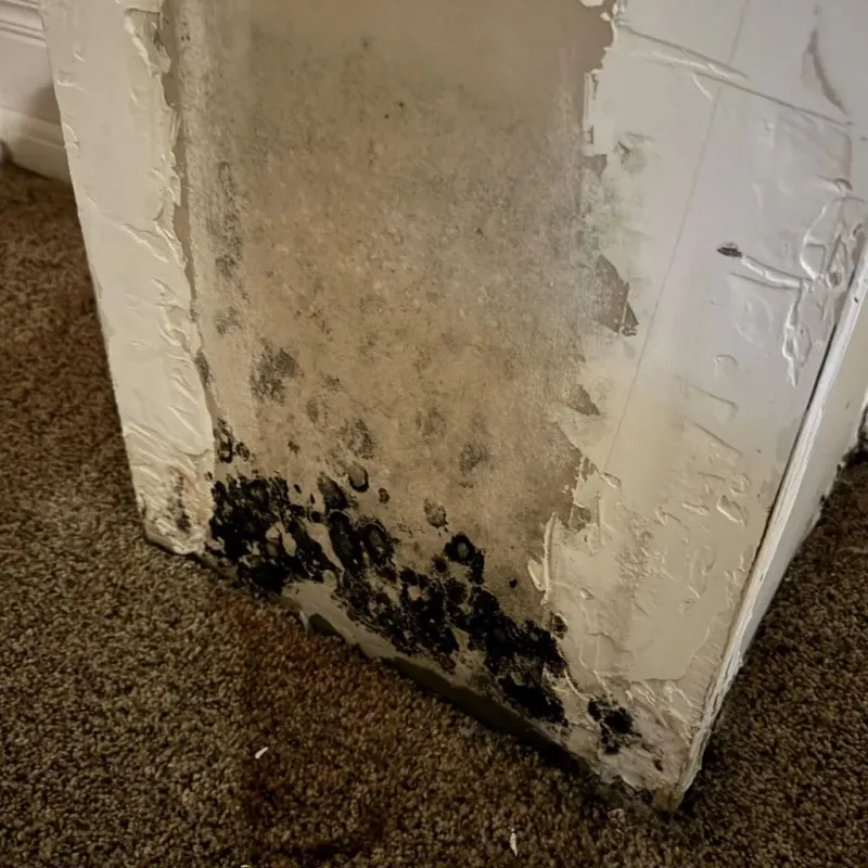 Professional Mold Removal in Wakarusa, IN